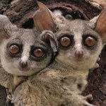 close up picture of two bush babies