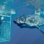 great white shark-cage diving