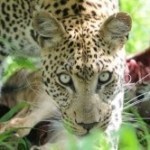 Botswana Safari young leopard with kill