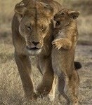 lioness and cub talking in her ear