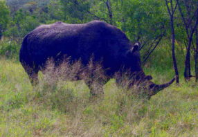 rhino hluhluwe game reserve