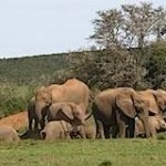 Elephant herd in Addo Elephants Park