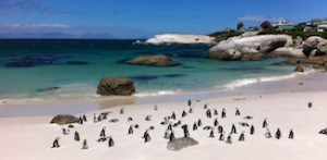 Cape Pensinsula tour african penguins at boulders beach