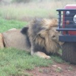 lion bytes land rover tyre