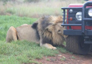 lion bytes land rover tyre
