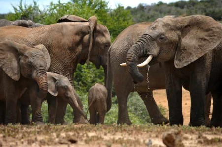 garden-route-guided-safari elephants with cub