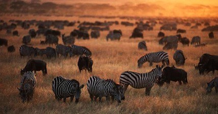 Masai Mara Safari zebra_wilde beast herd