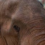 close up photo of elephant face