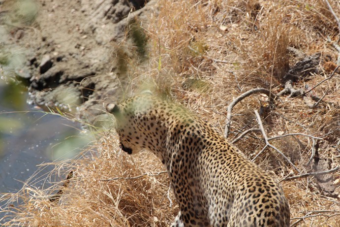 Kruger Park: Leopard meets python | IrinaAfrica Tours & Safaris