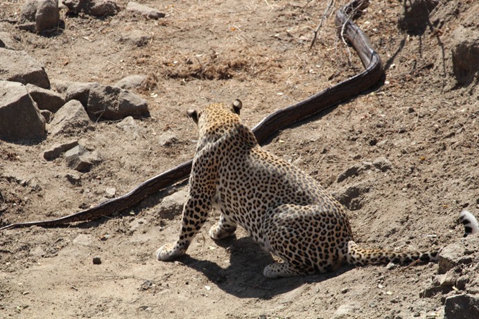 Kruger Park: Leopard meets python | IrinaAfrica Tours & Safaris