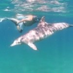 swimming with dolphin