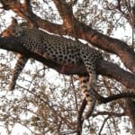 leopard-lying-on-tree