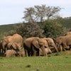 Elephants Addo Park
