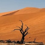 namibia-dune-dead-tree
