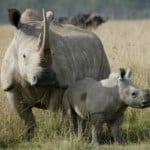 Cape Town Inverdoorn Big Five Safari rhino with cub