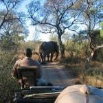 Kruger Park Safari Cape Town Game drive