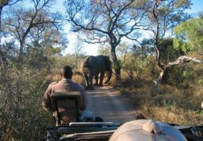 Kruger Park Safari Cape Town Game drive