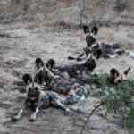 wild dogs chobe national park