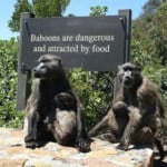 cape_point_baboons-are-dangerous