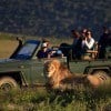 lion in front of open Safari Vehicle