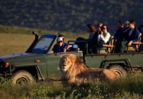 lion in front of open Safari Vehicle