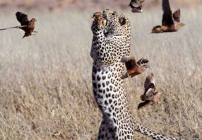 leopard-catch-bird-kruger-park