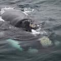 southern right whale