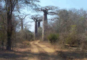 Classic Madagascar_tour-baobab
