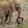 Elephant-cub