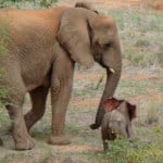 Elephant-cub