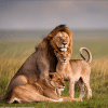 lion-male-cubs