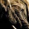 Day Tour Addo Elephant Park Safari