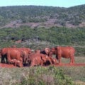 Day Tour Addo Elephant Park Safari