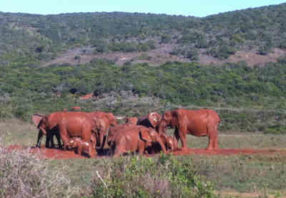 Day Tour Addo Elephant Park Safari
