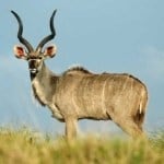 Cape Town Inverdoorn Big Five Safari Kudu male