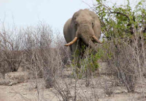 Cape Town Safari elephant close up