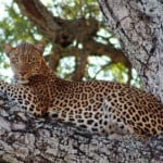 zambia-luxury-safari