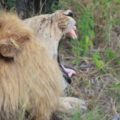 Garden Route Tour Big 5 Safari lion yawning