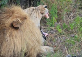 Garden Route Tour Big 5 Safari lion yawning