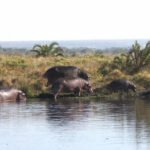 Hippo family at iSomangaliso Wetlands Park
