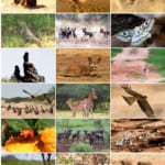 Namibia Family Safari_Erindi Wildlife