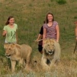 Garden Route Wildlife Tour walking with lions