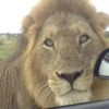 lion in front of car window