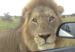 lion in front of car window