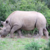 black rhino addo elephant park