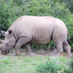 black rhino addo elephant park