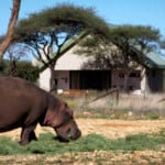 Camp Elephant Erindi hippo