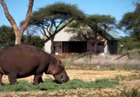 Luxury Namibia Safari guided round trip Camp Elephant Erindi hippo