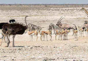 Namibia Self Drive Safaris wildlife