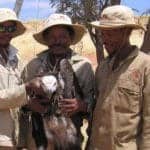 NamibRand staff-vulture-ringing